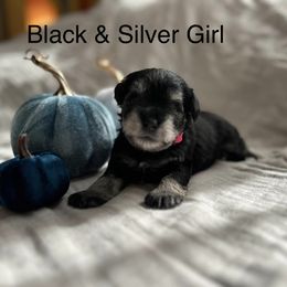 Miniature Schnauzer Puppies from Pups With Potential