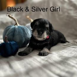 Miniature Schnauzer Puppies from Pups With Potential