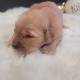 Golden Retriever Puppies from 24KT Retrievers