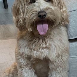 Goldendoodles from Cutiedoodles