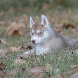 Shiba Inu and Siberian Husky Puppies from Mirage Siberians