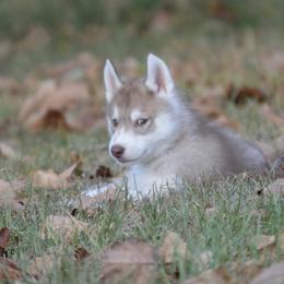 Shiba Inu and Siberian Husky Puppies from Mirage Siberians