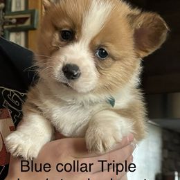 American Corgi and Pembroke Welsh Corgi Puppies from Linda Berkes