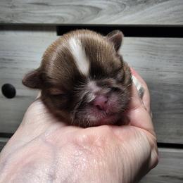 Shih Tzu puppies from Breny