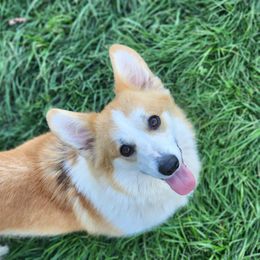 Honey - Pembroke Welsh Corgi