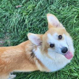 Honey - Pembroke Welsh Corgi