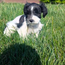 Bud - Parti male Miniature Schnauzer puppy in Clifton, Colorado from Western Slope Labradoodles and Mini Schnauzers