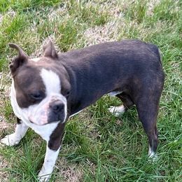 Toby - Boston Terrier