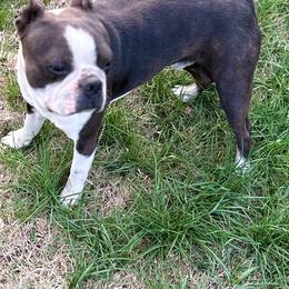 Toby - Boston Terrier
