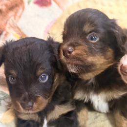 Michelangelo - Red tri male Miniature Australian Shepherd puppy in Buchanan, Georgia from Stanleyville Farm Mini Aussies