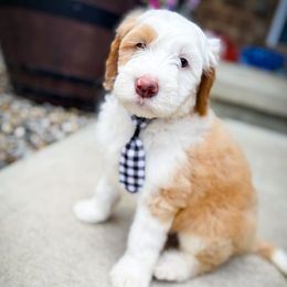 Patch - White male Sheepadoodle puppy in Marion, Ohio from Doodles & Doxies