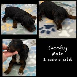 Shoofly - Pending - Phantom male Poodle puppy in Grass Valley, California from Sapphire Ridge Poodles