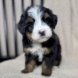 Dark Blue - Tri-color male Bernedoodle puppy in Alpharetta, Georgia from Doodles of Buckhead