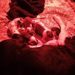 English Springer Spaniel Puppies from IV Springers of California