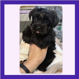 Deluca AKA Fig - Black and tan female Yorkshire Terrier puppy in Annandale, Virginia from Artisan Yorkies LLC