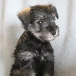 Rosy - Salt and pepper female Miniature Schnauzer puppy in Richardton, North Dakota from Crooked Tree Ranch
