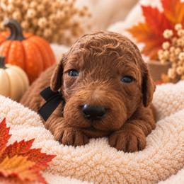 Black Collar boy - Red male Irish Doodle puppy in Madison, Wisconsin from Morningside Doodles