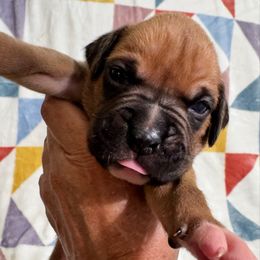 Mr Blue - Fawn male Boxer puppy in Palm Coast, Florida from Starlight Boxer Corner