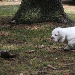 Clumber Spaniel and Irish Red and White Setter Puppies from NyaStar & Chequamegon