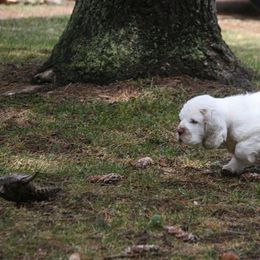 Clumber Spaniel and Irish Red and White Setter Puppies from NyaStar & Chequamegon
