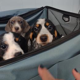 Dachshund and Poodle Puppies from Norman's Mini doxies