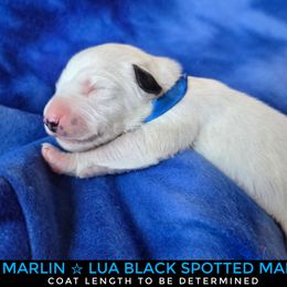 Marlin (LUA Black Spotted Shortcoat) - White and black male Dalmatian puppy in Salem, Missouri from Paradise Spots Dalmatians