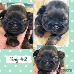 Winston - Black and tan male Shih Tzu puppy in Claremont, California from Lovable Shih Tzus