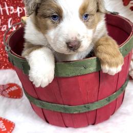 Hazel - Red merle female Australian Shepherd puppy in Vail, Iowa from Homegrown Huskies