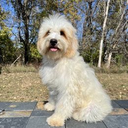 Roscoe - White male Bernedoodle puppy in Sioux Falls, South Dakota from WhiskeyCreek Doodles