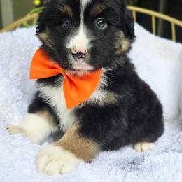 Please read description - Black tri male Miniature American Shepherd puppy in Georgetown, California from Foothill Aussies