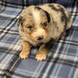 Liza - Blue merle female Miniature Australian Shepherd puppy in Leonard, Texas from Tin Roof Aussies