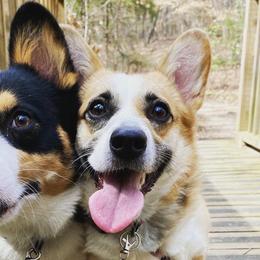 Pembroke Welsh Corgis from Clark Corgis