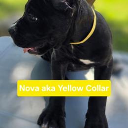 Yellow Collar (Nova) - Independent, adventurous, and confident - Black female Cane Corso puppy in Texas from Jolaw Kennel
