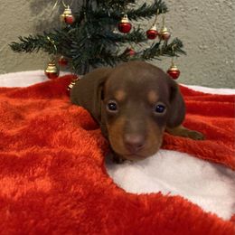Mowgli - Chocolate and tan male Dachshund puppy in Cushing, Oklahoma from Ash's mini Dach's