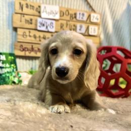 Arrow - Cream male Dachshund puppy in Spokane, Washington from Lilac City Doxies (Also with Spokane)