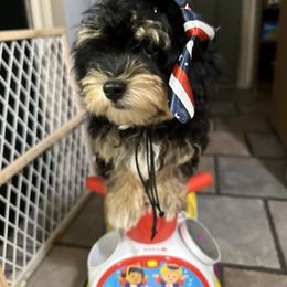 AKC Sir Arthur Conan Doyle - Black and tan male Havanese puppy in North Richland Hills, Texas from A Royal Havanese Court