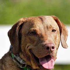 Chesapeake Bay Retrievers from Chessieville Bay Enterprises LLC