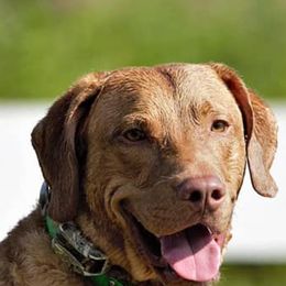 Chesapeake Bay Retrievers from Chessieville Bay Enterprises LLC