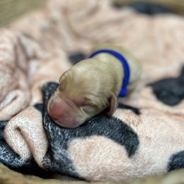 Boy 3 - Yellow Labrador Retriever puppy in Le Center, Minnesota from Wild Acre Kennels