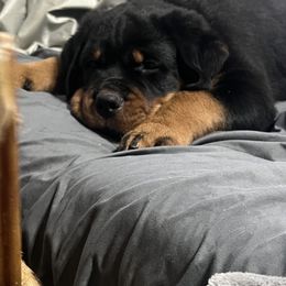 Rottweiler Puppies from CG Rottweilers