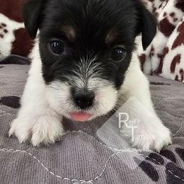 Girl 3 - White and black female Russell Terrier puppy in Harvel, Illinois from Ruff and Tumble Russell Terriers