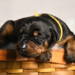Girl 2 - Black and rust female Doberman Pinscher puppy in Overton, Texas from Obsidian Kennel