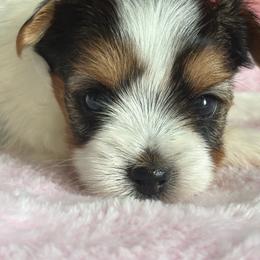 Lena - Black tan and white female Biewer Terrier puppy in Crossville, Tennessee from Little Bear Creek Biewers