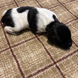 Female - Black and white female German Shorthaired Pointer puppy in Wadena, Minnesota from Helmbrecht GSP's
