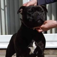 Staffordshire Bull Terriers from Camelot Staffords
