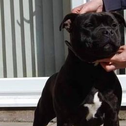 Staffordshire Bull Terriers from Camelot Staffords