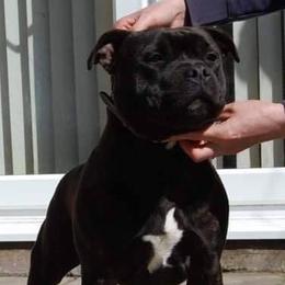 Staffordshire Bull Terriers from Camelot Staffords