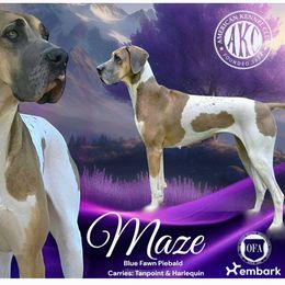 Ameria - Great Dane
