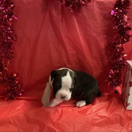 Kelly Clarkson - Brindle female Boxer puppy in Willard, North Carolina from Boone’s Boxers of North Carolina