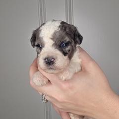 Ridge - male Golden Mountain Doodle puppy in Palestine, Texas from KK's Doodle Bunch